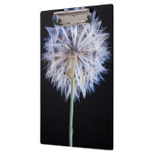セイヨウタンポポ (Taraxacum Officinale) の綿毛 クリップボード (左)
