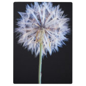 セイヨウタンポポ (Taraxacum Officinale) の綿毛 クリップボード (裏面)