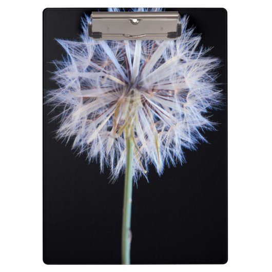 セイヨウタンポポ (Taraxacum Officinale) の綿毛 クリップボード (正面)