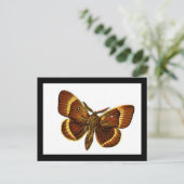 セイヨウトギリソウ ポストカード (スタンド正面)