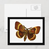 セイヨウトギリソウ ポストカード (正面/裏面)