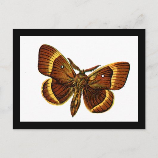 セイヨウトギリソウ ポストカード (正面)