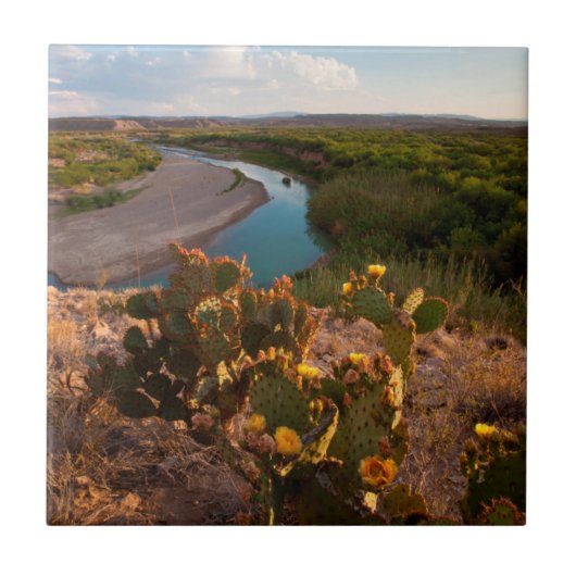セイヨウナシサボテン(Opuntia Sp.) タイル (正面)