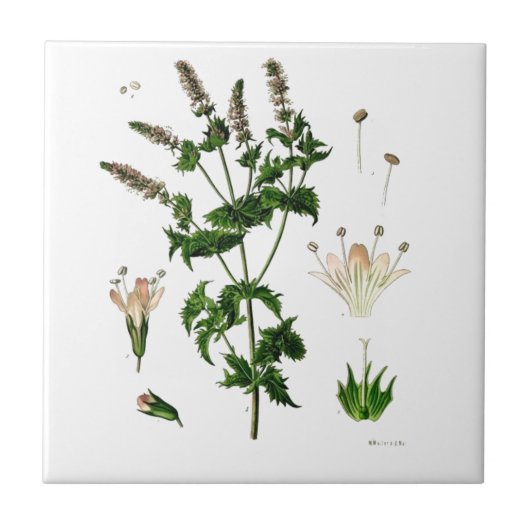 セイヨウハッカの植物画 タイル (正面)