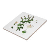 セイヨウハッカの植物画 タイル (側面)