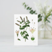 セイヨウハッカの植物画 ポストカード (スタンド正面)