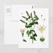 セイヨウハッカの植物画 ポストカード (正面/裏面)