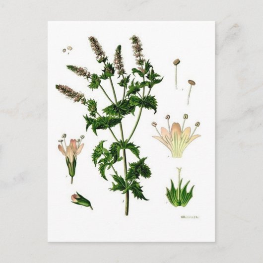 セイヨウハッカの植物画 ポストカード (正面)