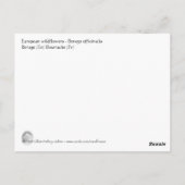 セイヨウボラゴ ポストカード (裏面)