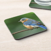 セイリア・シアリスの東のメスのブルーバード コースター (左側)