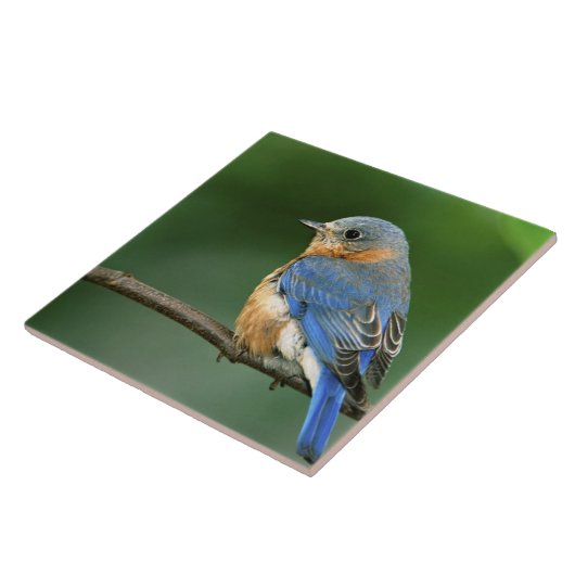 セイリア・シアリスの東のメスのブルーバード タイル (側面)