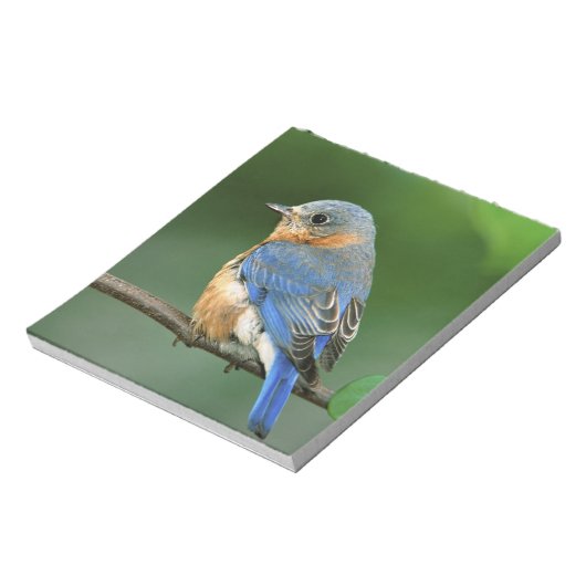 セイリア・シアリスの東のメスのブルーバード ノートパッド (回転)