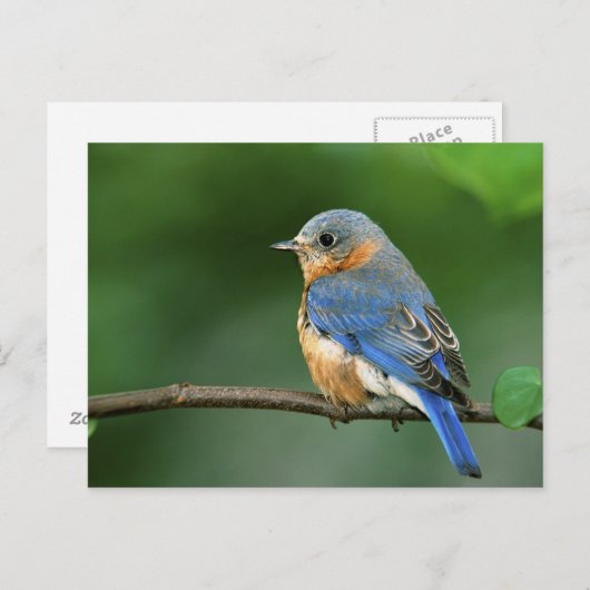 セイリア・シアリスの東のメスのブルーバード ポストカード (正面/裏面)