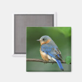 セイリア・シアリスの東のメスのブルーバード マグネット (正面/裏面)