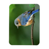 セイリア・シアリスの東のメスのブルーバード マグネット (縦)