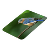 セイリア・シアリスの東のメスのブルーバード マグネット (左側)