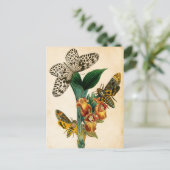 セイロンツリーニンフバタフライ&アケロンティアモス ポストカード (スタンド正面)