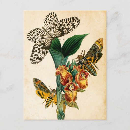セイロンツリーニンフバタフライ&アケロンティアモス ポストカード (正面)
