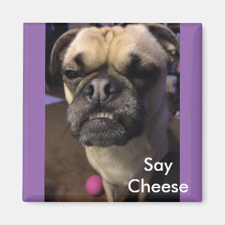 セイ・チーズ マグネット