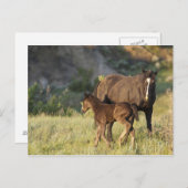 セオドア・ルーズベルトの国立公園の野生の馬 ポストカード (正面/裏面)