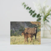 セオドア・ルーズベルトの国立公園の野生の馬 ポストカード (スタンド正面)