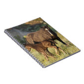 セオドア・ルーズベルト国立公園の野生の馬 ノートブック (右側)