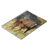 セオドア・ルーズベルト国立公園の野生の馬 ノートブック (左側)