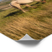 セオドア・ルーズベルト国立公園の野生の馬 ポスター (角)