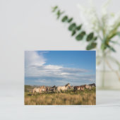セオドア・ルーズベルト国立公園の野生の馬 ポストカード (スタンド正面)