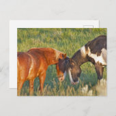 セオドア・ルーズベルト国立公園の野生の馬 ポストカード (正面/裏面)