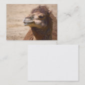 セカンダリラクダ – 名刺 (正面/裏面)