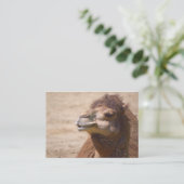 セカンダリラクダ – 名刺 (スタンド正面)