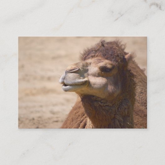 セカンダリラクダ – 名刺 (正面)