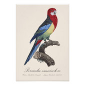 セキセイインコまたはPlatycercus eximiusパラキート フォトプリント (正面)