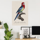 セキセイインコまたはPlatycercus eximiusパラキート ポスター (ホームオフィス)