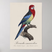 セキセイインコまたはPlatycercus eximiusパラキート ポスター (正面)
