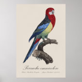 セキセイインコまたはPlatycercus eximiusパラキート ポスター (正面)