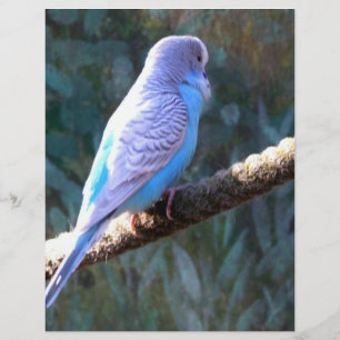 セキセイインコ チラシ