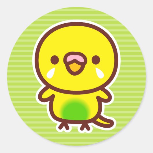 セキセイインコ / 劣性パイド ラウンドシール (正面)