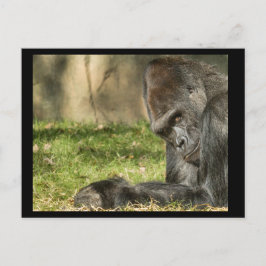 セクシーシルバーバックゴリラ葉書 ポストカード