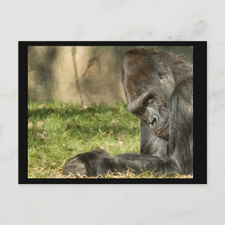 セクシーシルバーバックゴリラ葉書 ポストカード
