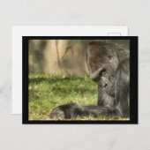 セクシーシルバーバックゴリラ葉書 ポストカード (正面/裏面)