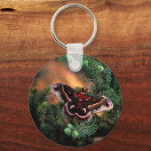 セクロピア蛾 キーホルダー (正面)