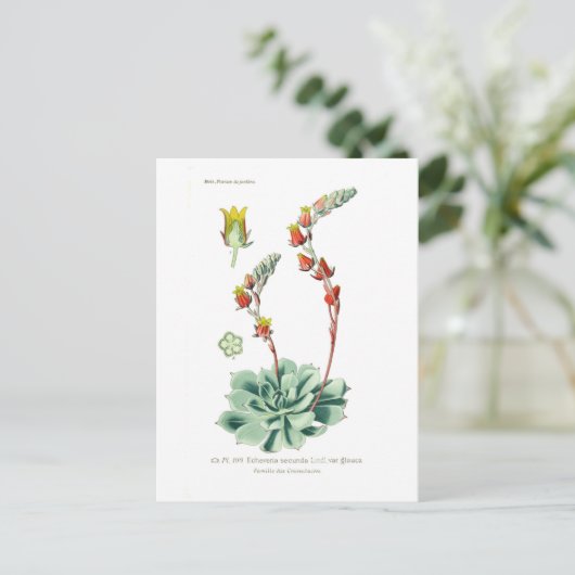 セクンダ ポストカード (スタンド正面)