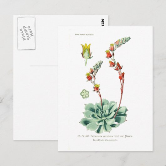 セクンダ ポストカード (正面/裏面)