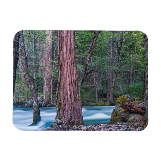 セコイアとマーセド河 ヨセミテ国立公園, CA マグネット (横)