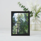 セコイアの午後 ポストカード (スタンド正面)