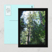 セコイアの午後 ポストカード (正面/裏面)