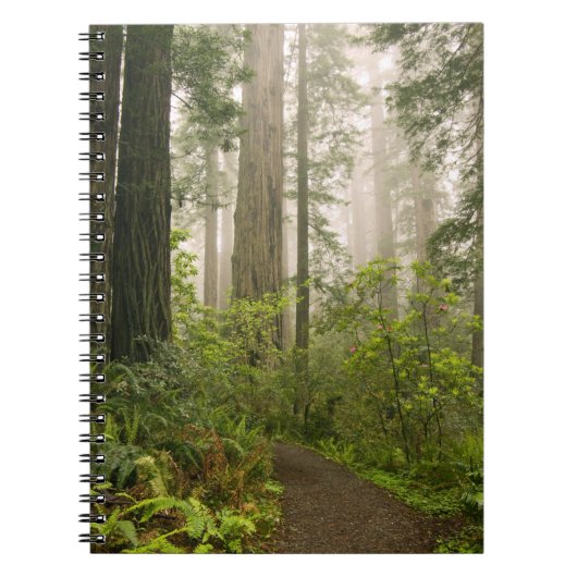 セコイアの間に咲くシャクナゲ ノートブック (正面)