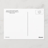 セコイアはがき ポストカード (裏面)